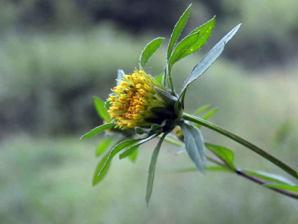 pianta da riconoscere - Bidens sp.